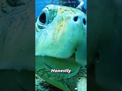 This man FOUND the creature that attacked his turtle#shorts thumbnail