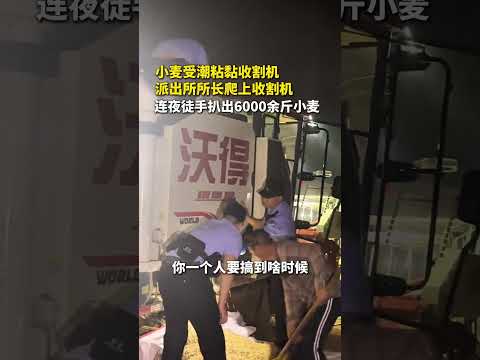 因小麥濕黏，收割機無法自卸 ，派出所所長帶隊，連夜扒出6000多斤小麥！ thumbnail