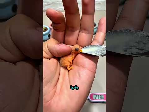 سعادة وُلدت من بيضة! 🐣🦜 thumbnail