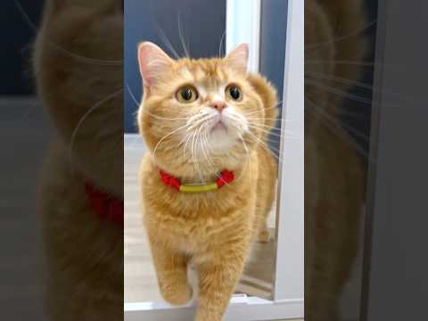 Wait! Did My Little Brother Go Outside!? 😿 thumbnail