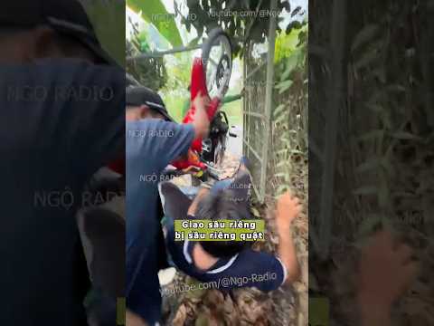 Giao sầu riêng bị sầu riêng quật thumbnail