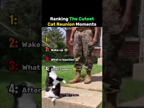 Ranking The Cutest Cat Reunion Moments #cat thumbnail