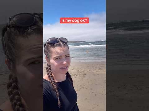 define “ok”…. #weirddog thumbnail