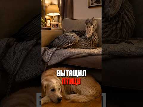 ВЕТЕРИНАР пожал плечами птице было ВСЁ РАВНО ??? thumbnail