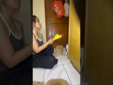 Cleon bingung 🤣 padahal dia lagi melihat dirinya sendiri #cleonandthepoodles #dogslife thumbnail