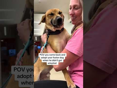 POV: You came back for your foster dog… and made it official ❤️🐾 #rescue #adoptstrays #rescuedog thumbnail