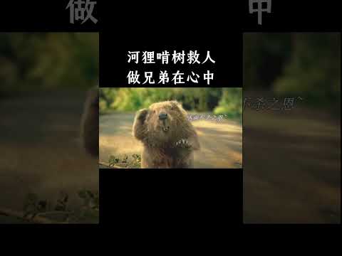 河狸啃树救人，做兄弟在心中 thumbnail