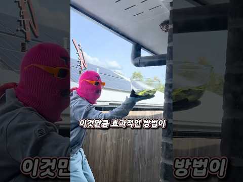 벌집처리하는데 가장 효과적인 방법 thumbnail