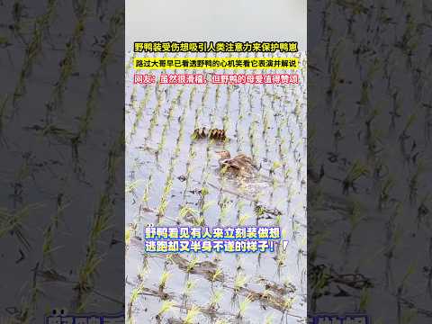 野鴨裝受傷想吸引人類注意力來保護鴨崽，路過大哥早已看透野鴨的心機笑看它表演並解說，網友：雖然很滑稽，但野鴨的母愛值得讚頌！#shorts thumbnail