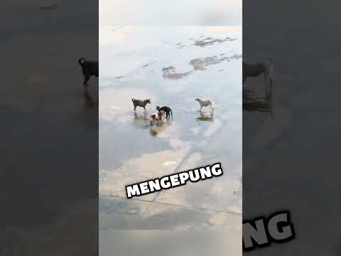 Kucing Kecil Dikepung Tiga Anjing🥺#shorts thumbnail
