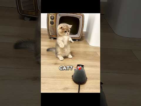 Cat with smallest legs? thumbnail