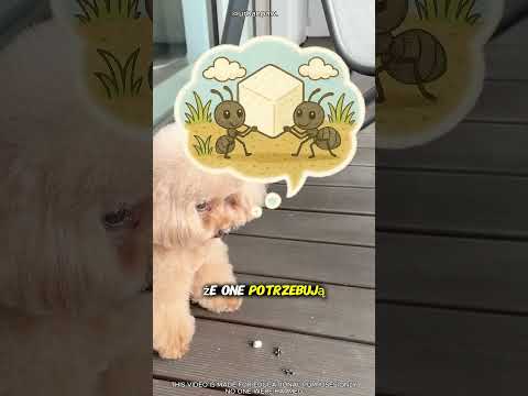 „Ten słodki piesek oddał cukier głodnym mrówkom 🐶. #short thumbnail
