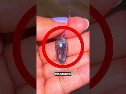 Minicik ŞEY MÜKEMMEL Bir Canlıya Dönüştü! 🐛😮 thumbnail