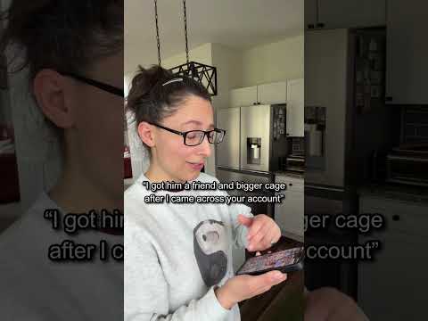 It makes it all worth it, always start with kindness 💕 #chinchilla #smallpets #petcare #shorts thumbnail