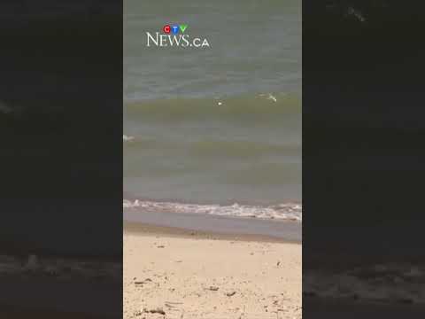 Body recovered from Lake Huron after reports of missing swimmer thumbnail