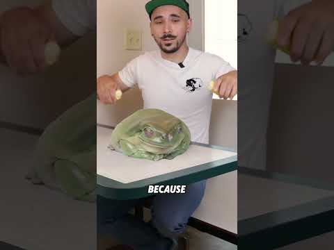 Dumpy tree frog#animals #funnyanimal #funny #cute #treefrog thumbnail