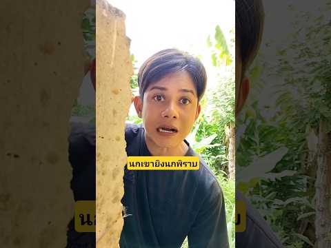 นกเขายิงนกพิราบผมไม่เกี่ยวคนยิงอยู่นู่นไปเลยมันคืออะไรเนี่ย #บังเอิญเจอ #funny  #comedy thumbnail