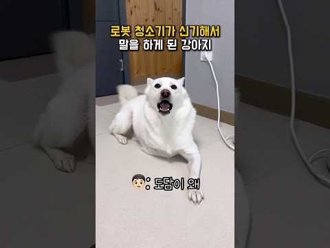 로봇 청소기가 신기해서 말을 하게 된 강아지 #shorts thumbnail