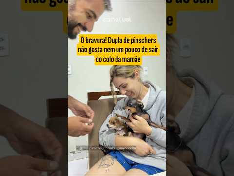 Ô bravura! Dupla de pinschers não gosta nem um pouco de sair do colo da mamãe thumbnail