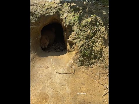 The briquettes will grow up again if they don’t play anymore. The pastoral dog, the Chinese pastora thumbnail