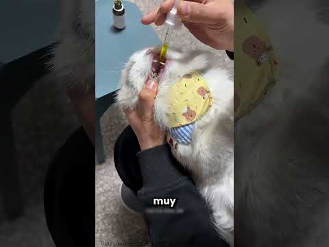 Este Gatito No Quiere Tomarse La Medicina 💊😂 thumbnail
