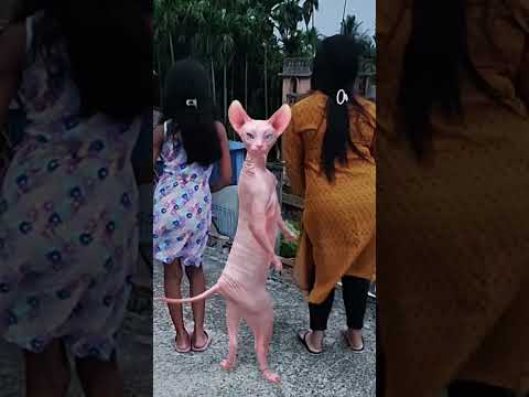 funny baby mom surprise dance with cute cat 😺🥰🥺 #funny #ekmotahathighumechala #comedy #cute thumbnail