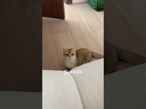 me voy a llevar a suki para mi casa! thumbnail