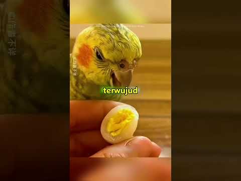 Perjuangan Burung Demi Punya Anak🥺 thumbnail