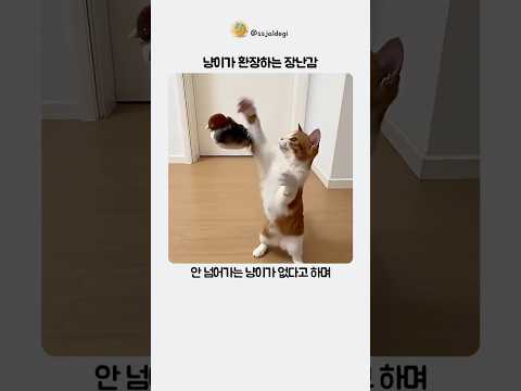 냥이가 무조건 환장한다는 장난감 thumbnail