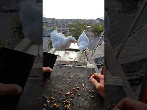 My Pet Seagull Does Not Share His Food!! thumbnail