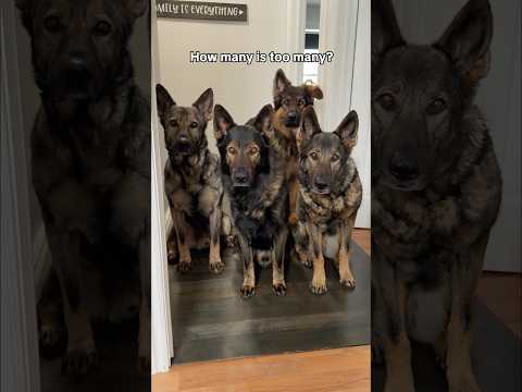 How Many German Shepherds Is Too Many? thumbnail