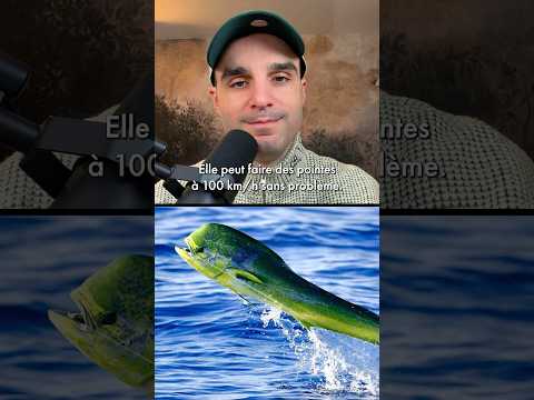 L’animal marin le plus rapide de la planète ? #shorts thumbnail