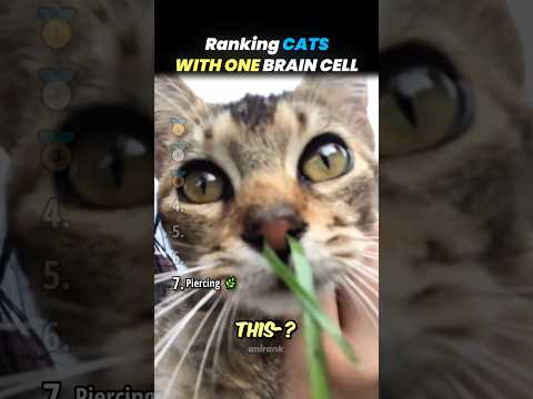 Ranking CATS WITH ONE BRAINCELL Core Moments!! 🐱💡 thumbnail