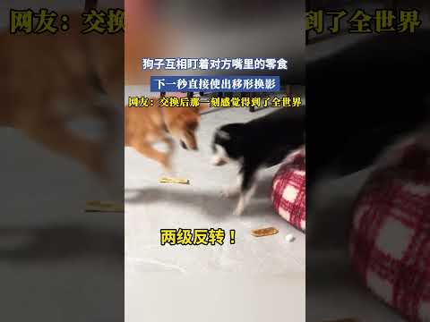 狗子互相盯著對方嘴裏的零食，下一秒直接使出移形換影，網友：交換後那一刻感覺得到了全世界 #大熱門 #共鳴 thumbnail