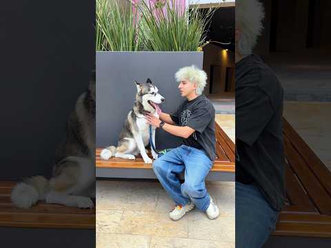 SE ROBARON A MI PERRO 🐕 😢 QUE TRISTE 🙍‍♂️ thumbnail