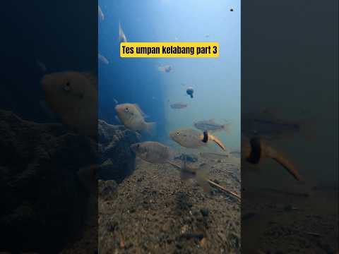 kelabang dicoba untuk mancing disungai, rupanya ikan yang mendekat #ikannila #mujair #wader #mancing thumbnail