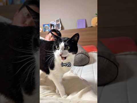 부모님 여행 보내주는 고양이 thumbnail