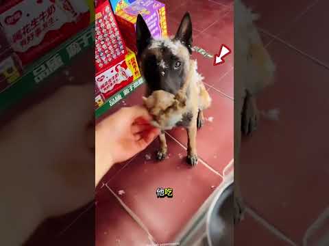 🐶 狗狗每天都给主人带食物……但发生了什么事？ thumbnail