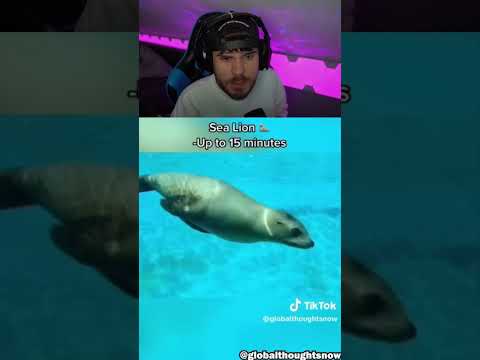 Wie Lange Tiere Die Luft Anhalten Können 🐋 #shorts thumbnail
