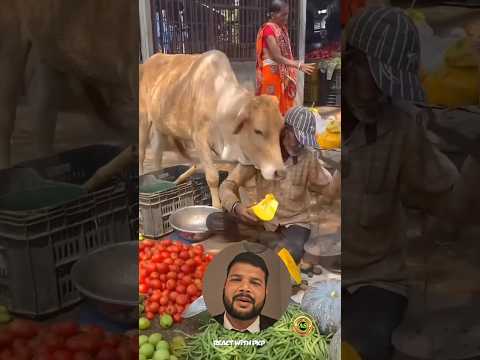 Aisi Zindagi na milegi dubara😍😊#animallovers #cow #cowvideos #foryou #shortvideo #shortsfeed #fyp thumbnail