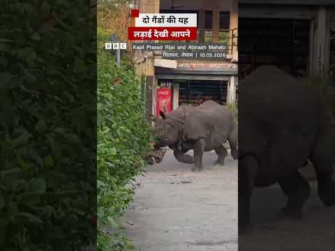 जब बीच सड़क में लड़ते दिखे दो गैंडे #rhino #nepal thumbnail