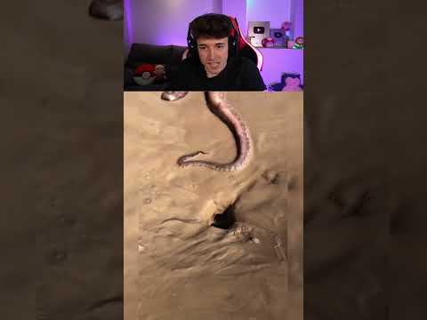 Este Pulpo Se Mete En Un Agujero 🐙 thumbnail