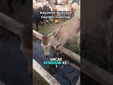 Keçilerle Büyüyen Geyiğin İnatçılığı 😄 thumbnail