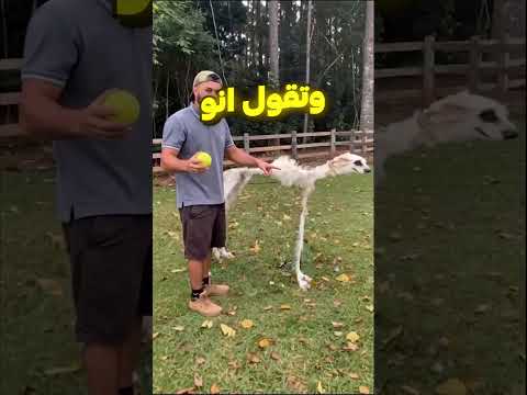 كلب كثيير غريب حقيقي او مو حقيقي🙄 thumbnail