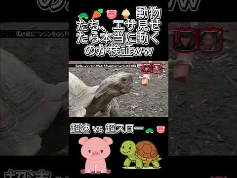 カメにニンジン、ブタにアイス見せた結果が自由すぎた🤣#水曜日のダウンタウン thumbnail