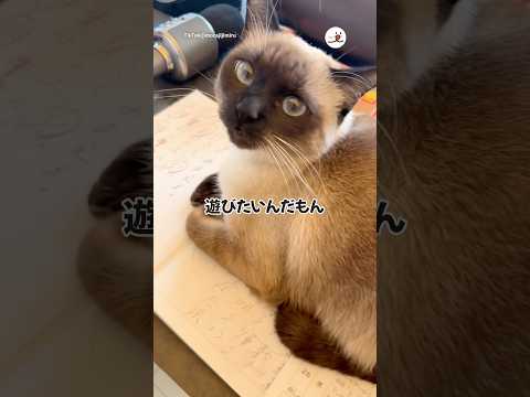 どくのかと思ったら…｜PECO thumbnail