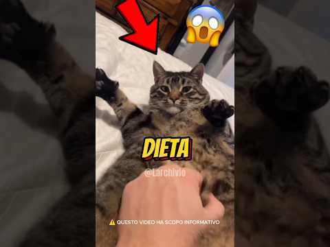Così AIUTANO i GATTI in SOVRAPPESO...😱 #curiosità #informative thumbnail