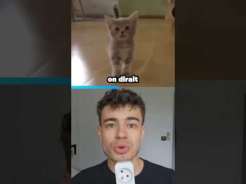 Ce chat PARLE au lieu de MIAULER thumbnail