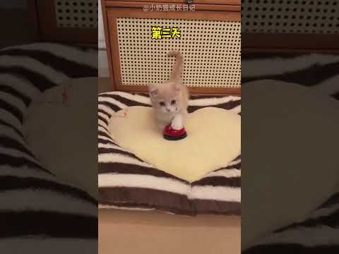 Questo gatto vuole mangiare | Ma l'uomo le insegna a usare il campanello 😱🫡 thumbnail