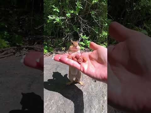 You Can't Predict a Chipmunk. The Nano Can | DJI Osmo Nano thumbnail